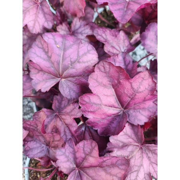 Heuchera "Wild Rose" 