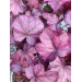 Heuchera "Wild Rose" 