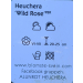 Heuchera "Wild Rose" 