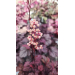 Heuchera "Shanghai"