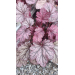 Heuchera "Shanghai"
