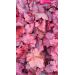 Heuchera "Forever Red" 