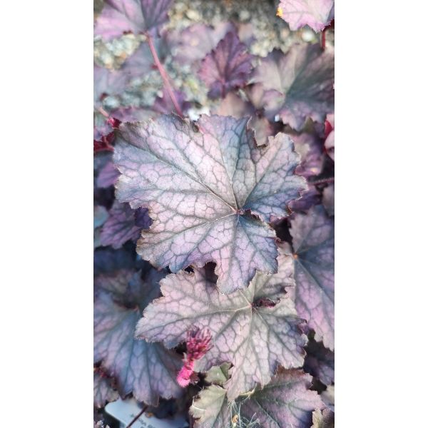 Heuchera "Frosted Violet" 