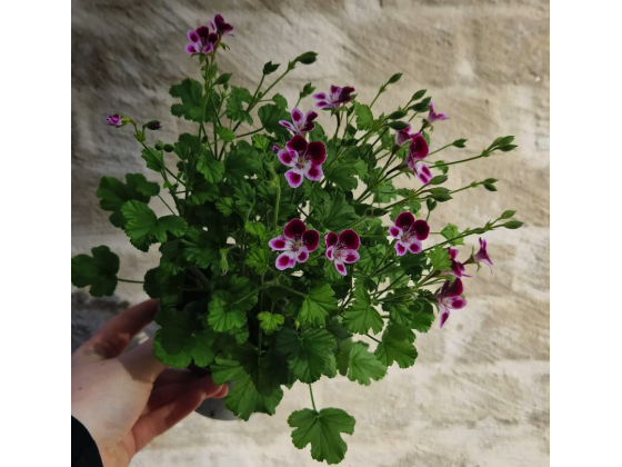 Duftpelargonia fra Asker (stor)