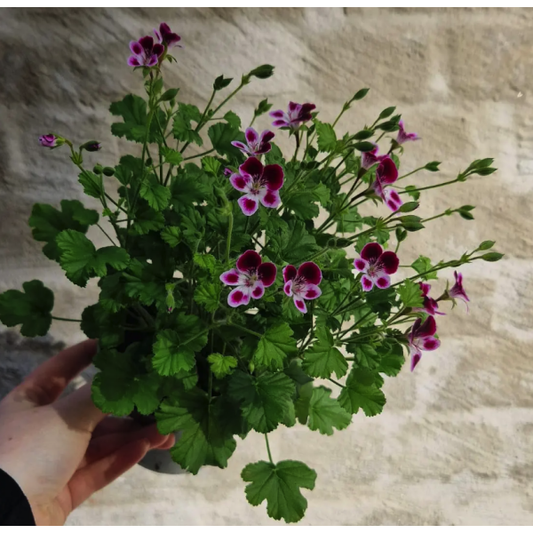 Duftpelargonia fra Asker (stor)