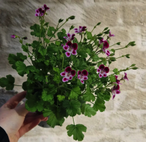 Screenshot 2025-08-21 at 20.41.56.png