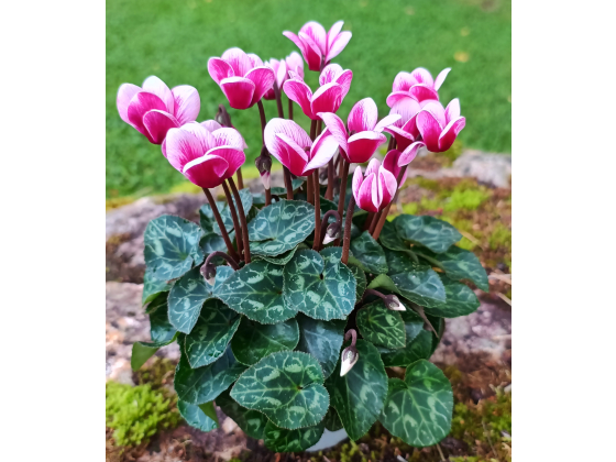 Alpefiol Hvit/rosa