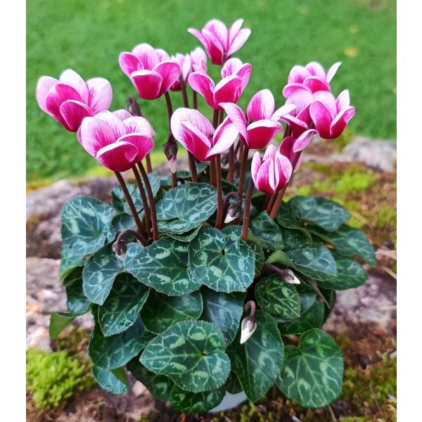 Alpefiol Hvit/rosa