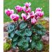 Alpefiol Hvit/rosa