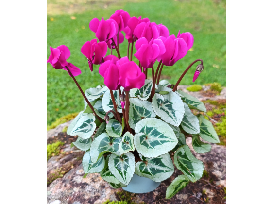 Alpefiol Lilla