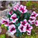 Alpefiol Hvit/rosa