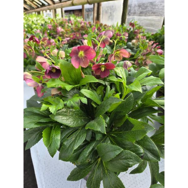 Helleborus ViV Victoria