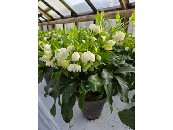 Helleborus ViV Amelia