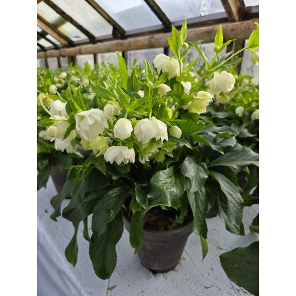 Helleborus ViV Amelia