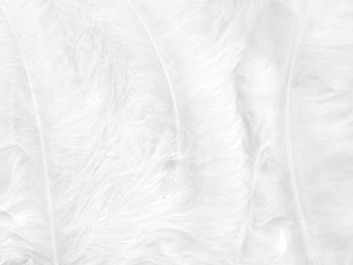 Fjær 15 stk Hvit