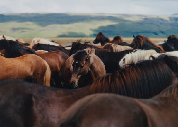 Plakat The Herd 02 70x100 cm - Image 1