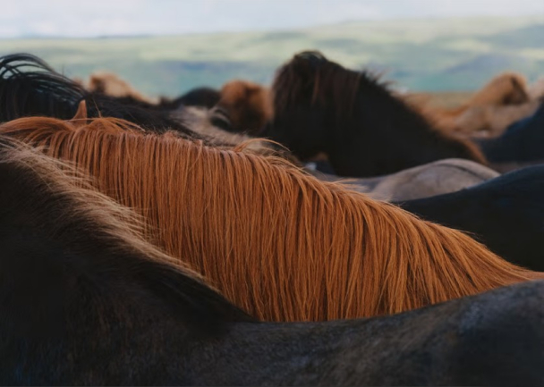 Plakat The Herd 01 70x100 cm - Image 1