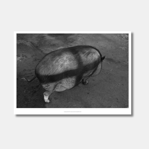 Tom Sandberg, Uten tittel, 2008