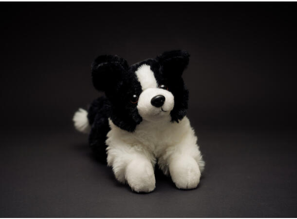 Lasse, Border Collie - Image 2