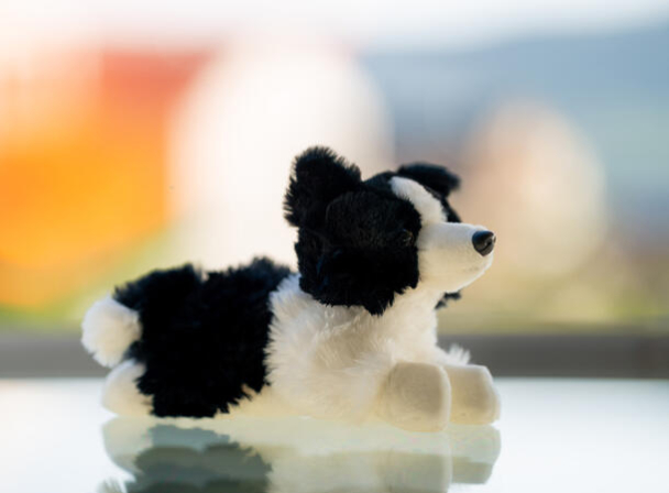 Lasse, Border Collie - Image 3