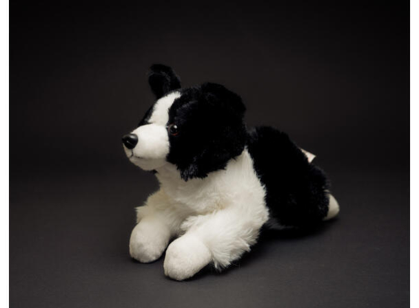 Lasse, Border Collie - Image 4