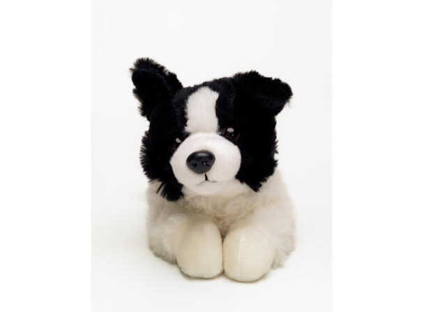Lasse, Border Collie - Image 5