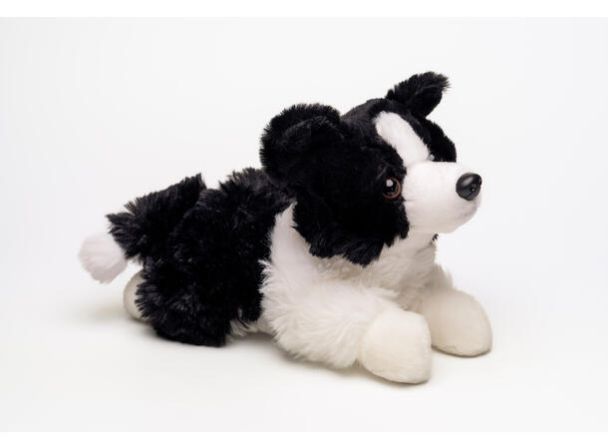 Lasse, Border Collie - Image 1