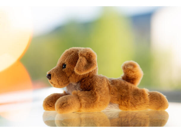 Buster, Golden Reteriever - Image 2