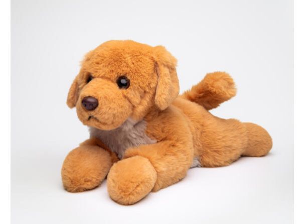 Buster, Golden Reteriever - Image 1