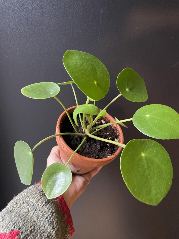 Pilea (med potte) - Image 2