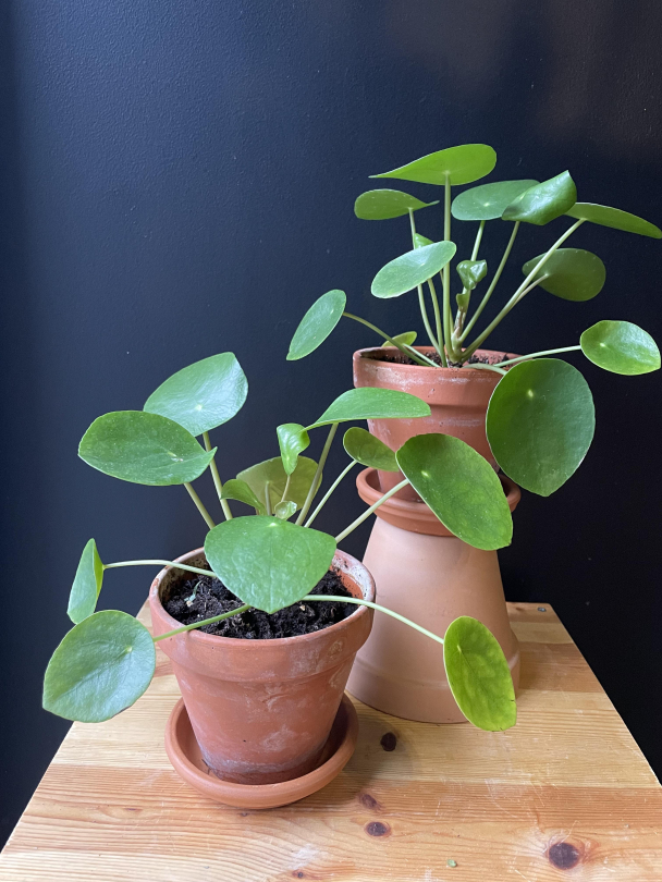 Pilea (med potte) - Image 1