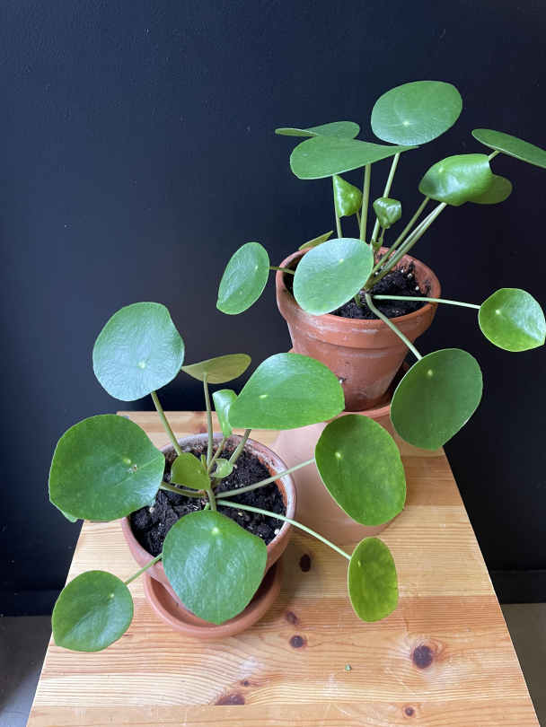 Pilea (med potte) - Image 3