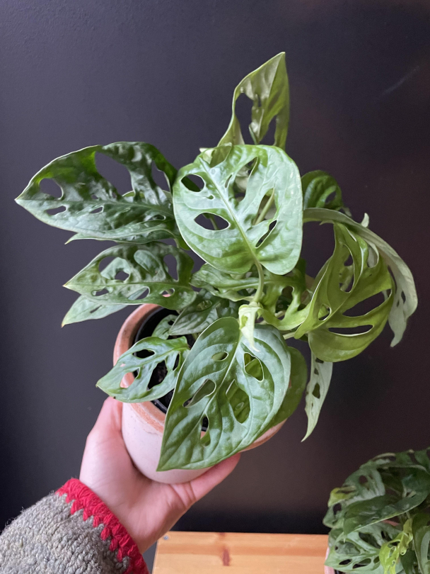 Monstera 'Monkey Mask' - Image 2