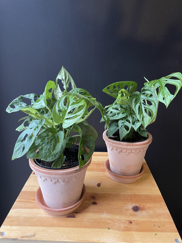 Monstera 'Monkey Mask' - Image 3