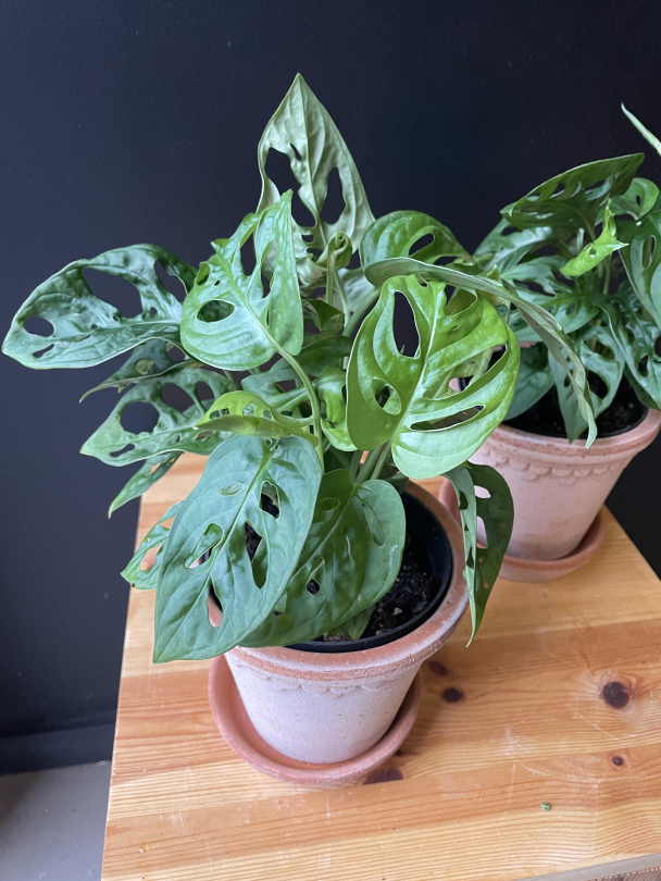 Monstera 'Monkey Mask' - Image 1