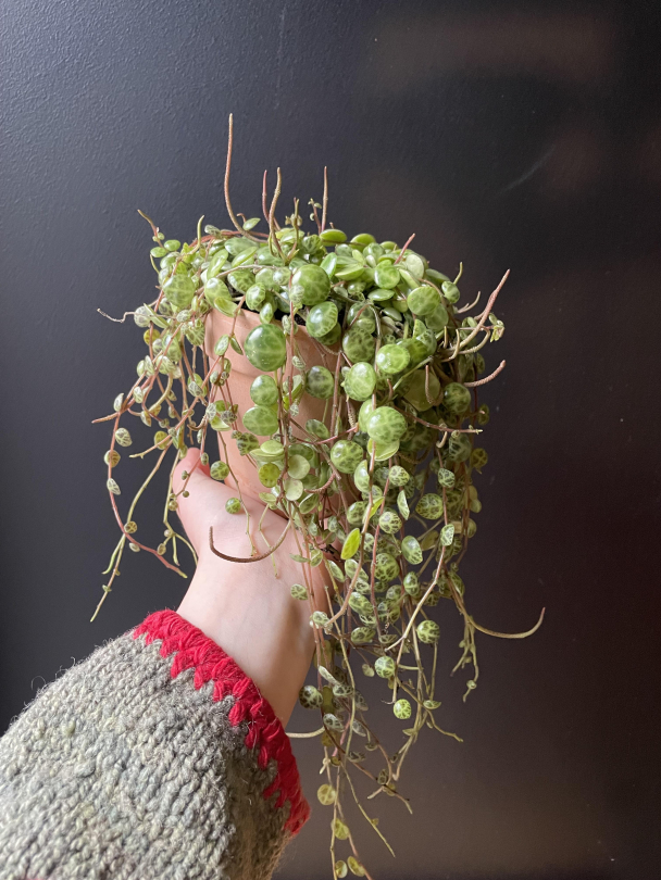 Skilpadderanke (med potte) - Image 1