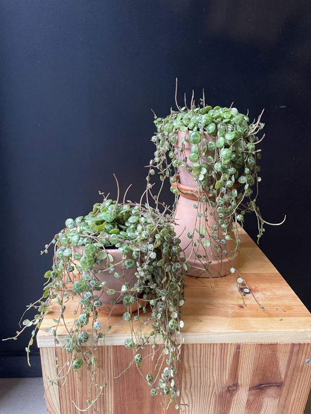 Skilpadderanke (med potte) - Image 2