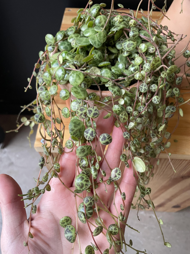 Skilpadderanke (med potte) - Image 3