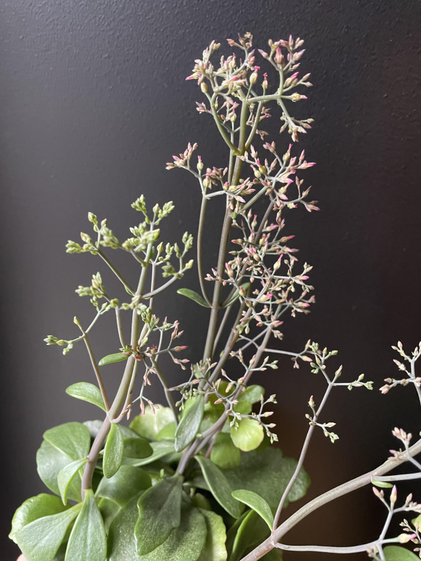 Kalanchoe 'Surprising Canyon' - Image 2