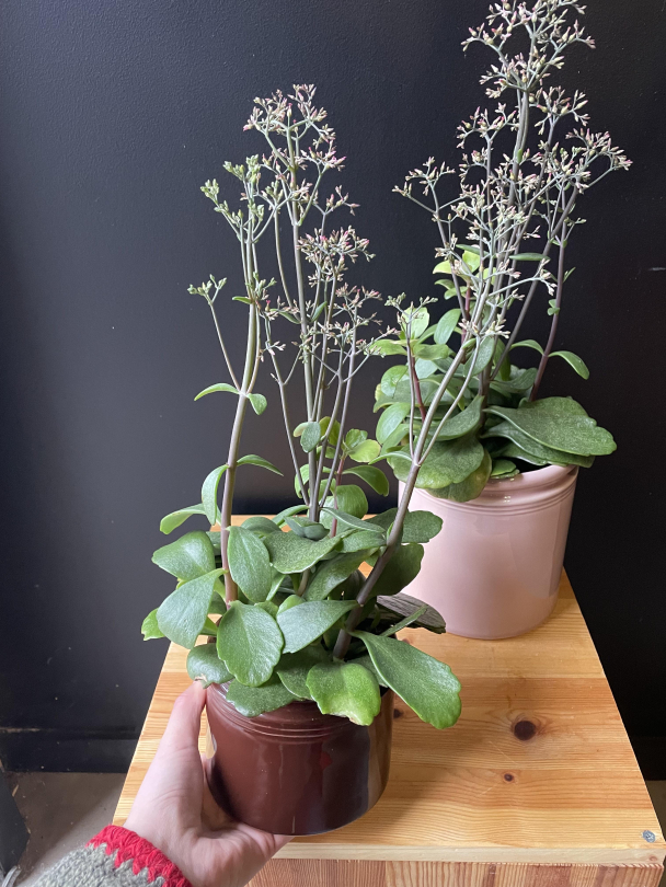 Kalanchoe 'Surprising Canyon' - Image 3