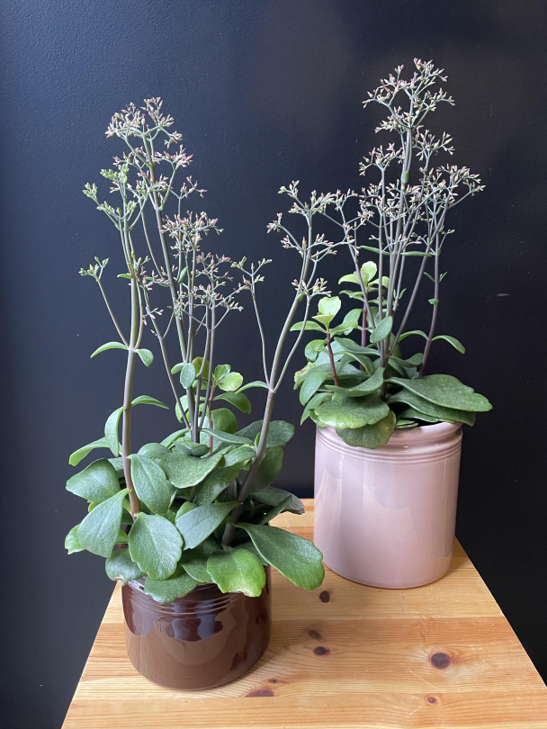 Kalanchoe 'Surprising Canyon' - Image 1