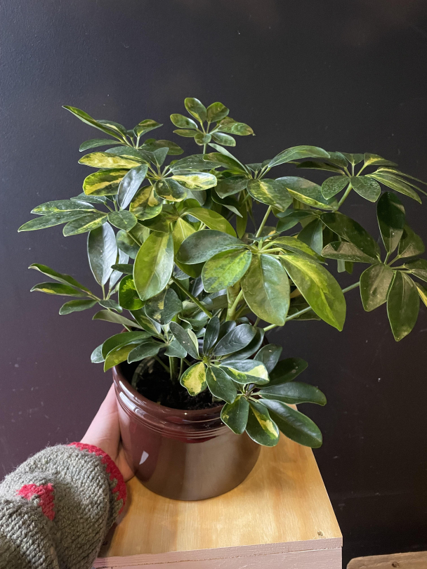 Schefflera ('Paraplyplante') - Image 1