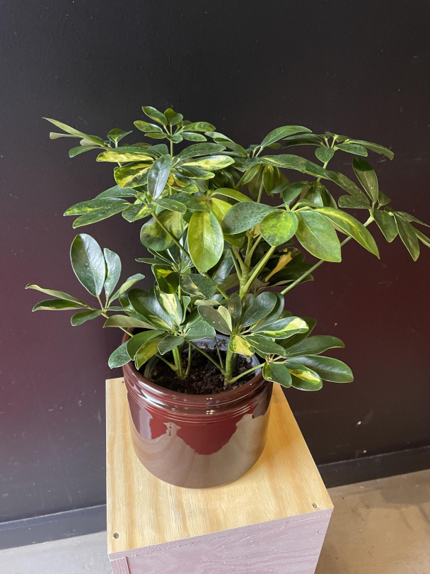 Schefflera ('Paraplyplante') - Image 4