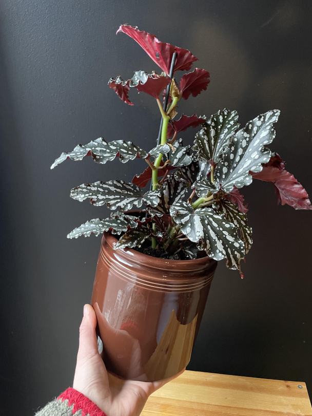 Prikkebegonia - Image 2