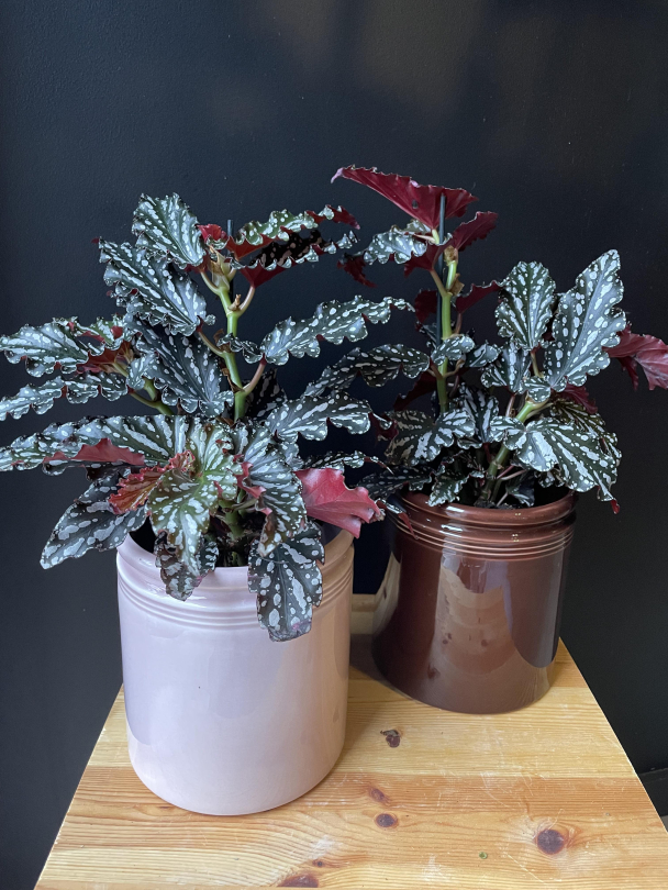 Prikkebegonia - Image 3