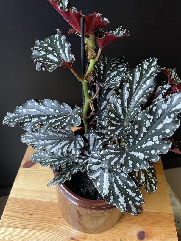 Prikkebegonia - Image 1