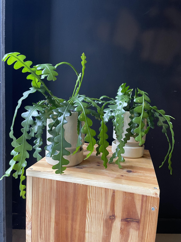 Fiskebein-kaktus - Image 2