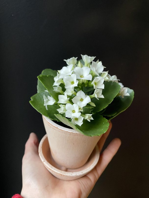 Ildtopp (mini) - Image 2