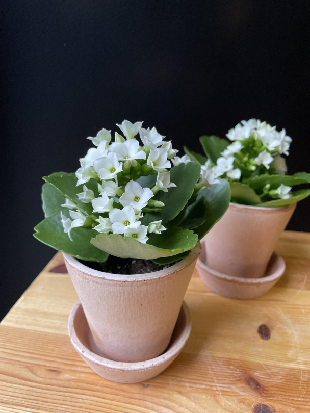 Ildtopp (mini) - Image 1