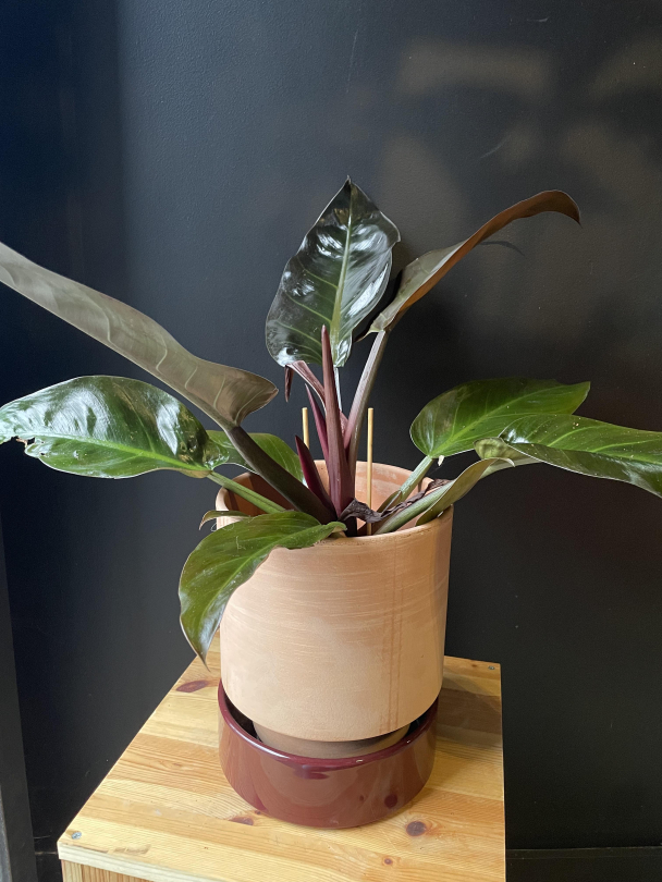 Philodendron 'Imperial Red' - Image 1